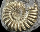 Pyritized Pleuroceras Ammonite - Germany #42746-1